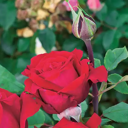 Rosa Botero® Gpt. - roșu - trandafiri târâtori și cățărători, Climber
